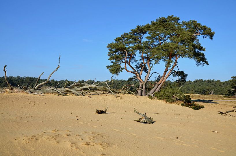 Flying on a sand drift against a clear blue sky on park the Hoge Veluwe by Gert Bunt