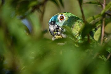 Free-living Blue-fronted Amazon by Christian Peters