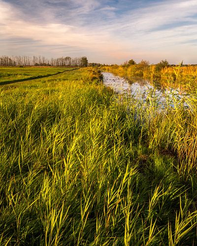 Naturschutzgebiet De Onlanden