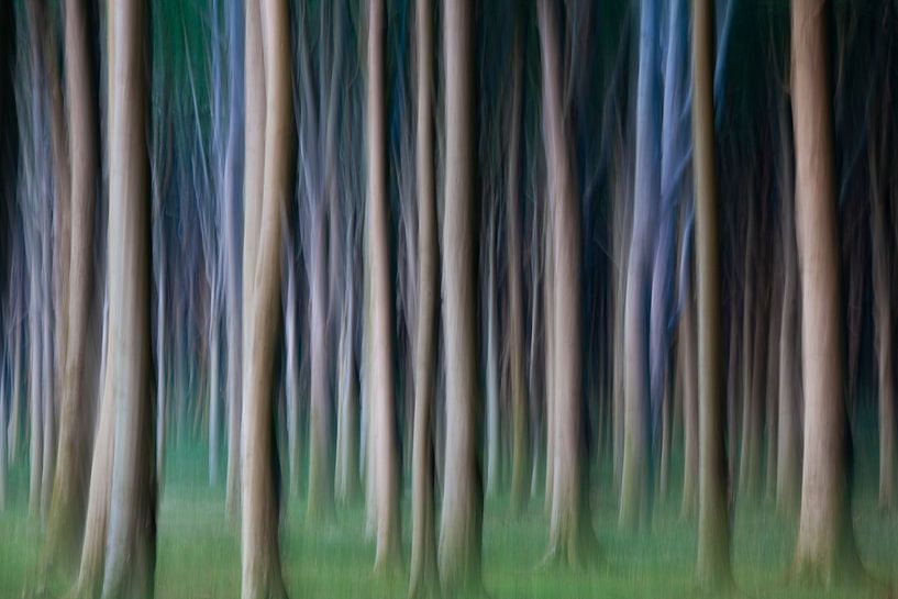 Haunted forest 51 by Sven-Erik Arndt