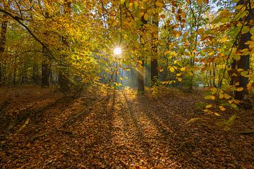 Sun through autumn leaves with mist by Remco Van Daalen