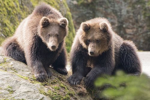Jonge beren