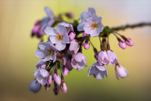 Kirschblüte