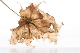 Dag 11 by Danielle Malestein