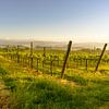 Printemps dans un vignoble toscan sur Tony Buijse