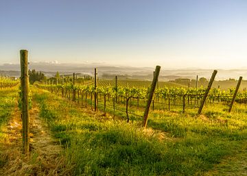 Lente in een Toscaanse wijngaard van Tony Buijse