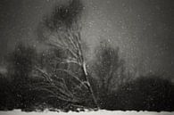 Winter, PhotoCosma  by 1x thumbnail