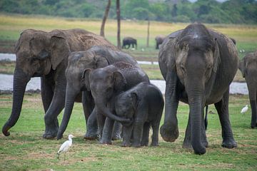 Elephants in a row by Bram de Muijnck