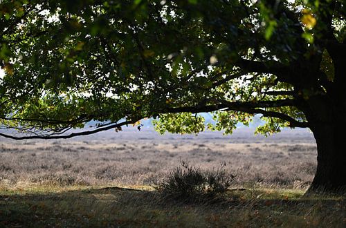 Baum auf der Ginkelsche Heide