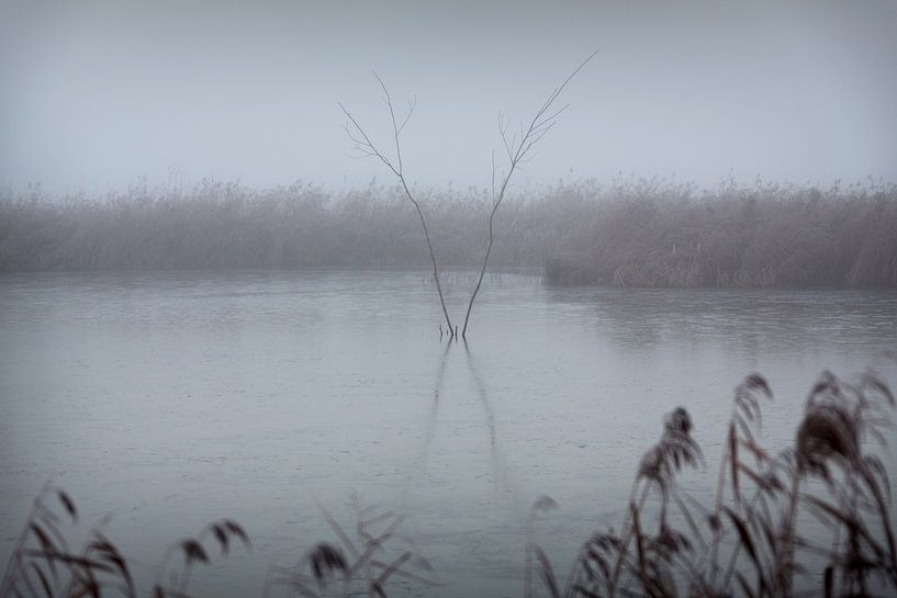 Friesland im Nebel auf dem Tjonger von Rene  den Engelsman
