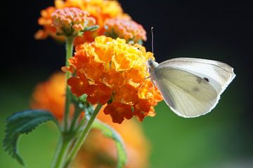 Klein Koolwitje / of Knollenwitje (Pieris Rapae) Cabbage White van Hendrie