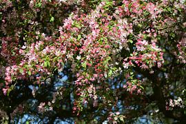 Japanese charnel (1)