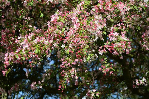 Japanse Karnoelje (1)