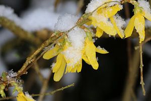 Forsythien