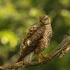 Sperber im Wald von Wouter Van der Zwan