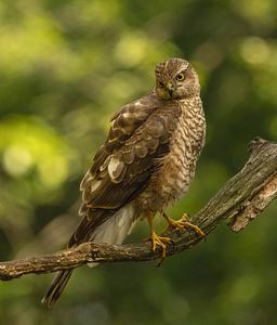 Sperber im Wald