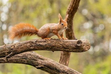 Rotes Eichhörnchen von Eva Fontijn