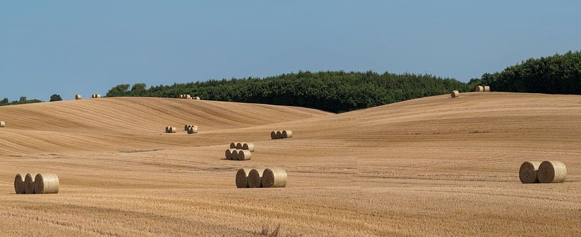 Champ de maïs fauché avec de grosses balles de foin rondes en groupes par Harry Adam