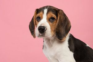 Portret van een beagle puppy van Elles Rijsdijk
