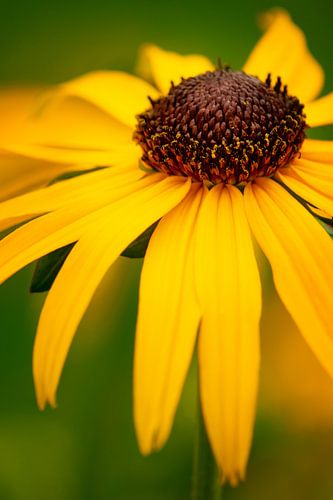 coneflower