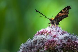Vlinder op bloem by Cor Pot