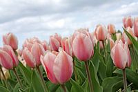 Pink Tulips