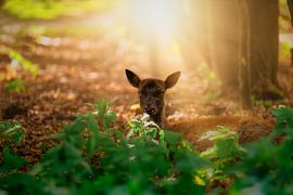Young dam deer by Björn van den Berg
