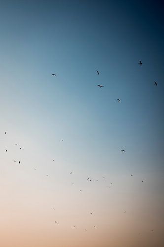 Vogels in Vlucht tegen Vervagende Hemelkleuren