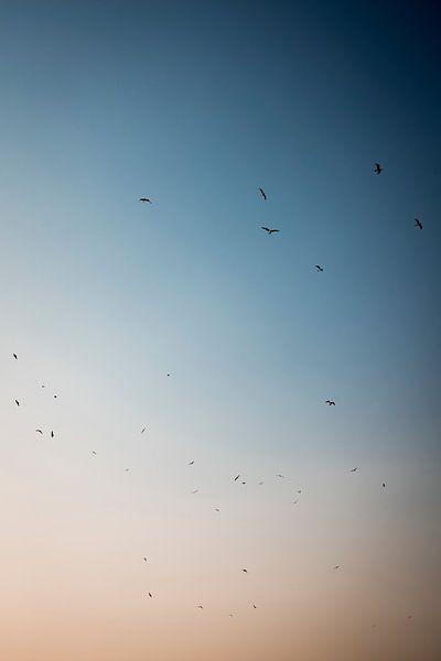 Vogels in Vlucht tegen Vervagende Hemelkleuren van Femke Ketelaar