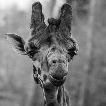 Giraffe by Nicolette Uchtmann