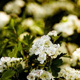 Arbre à fleurs blanches en fleurs 2 sur Dieuwertje Van der Stoep