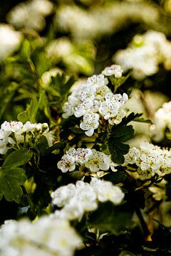 Witte bloesem boom in bloei 2 van Dieuwertje Van der Stoep