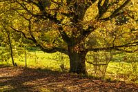 Boom in de herfst
