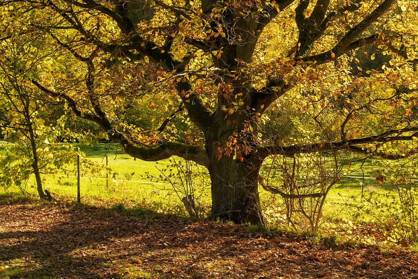 Arbre en automne par Arjan Warmerdam