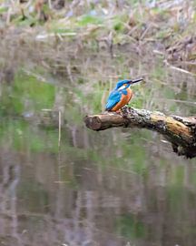 Eisvogel von Gino pisonier