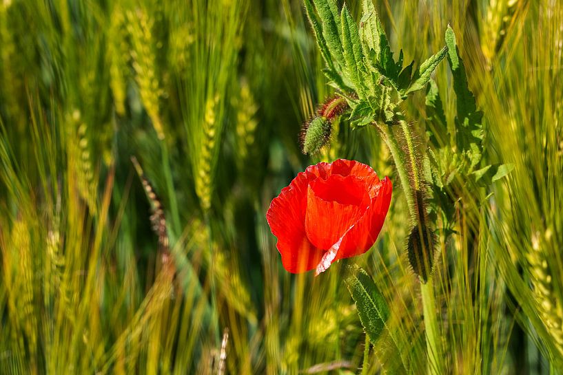 Poppy van Thomas Heitz