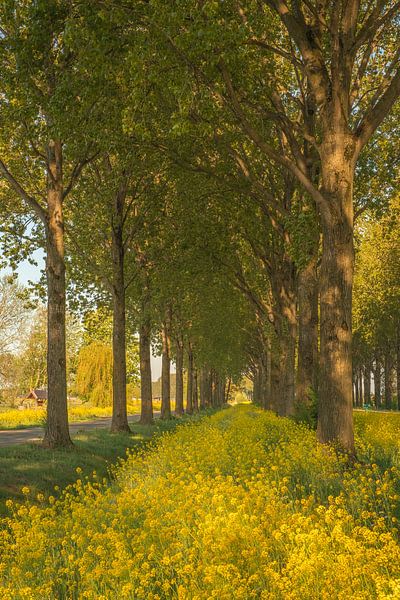 Raps - Rapssaatgut von Moetwil en van Dijk - Fotografie