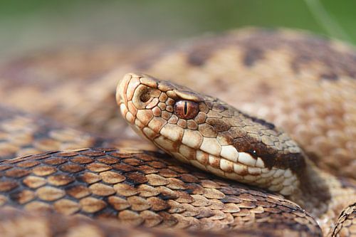 Close-up van de kop van een adder van Frank Heinen