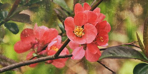 Quince fleur