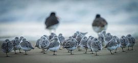 Sanderlings on the beach