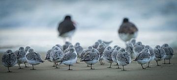 Sanderlinge am Strand von Dirk van Egmond