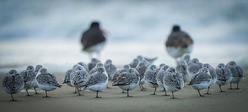 Drieteenstrandlopers op het strand