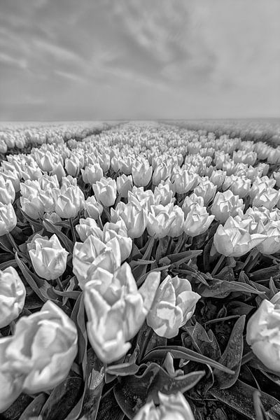 Blumenzwiebelfelder Goeree Overflakkee von Tilly Meijer