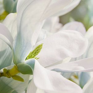 Magnolia van Violetta Honkisz