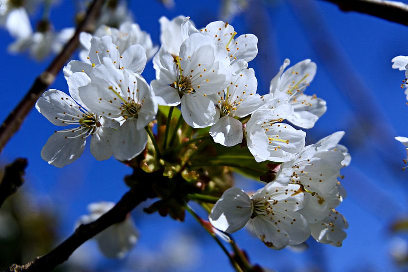 cherry blossom in spring by joyce kool