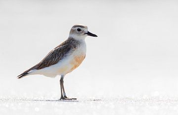 New Zealand Dotterel (Charadrius obscurus)