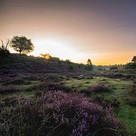 Heide in bloei met een zonnester van Alvin Aarnoutse