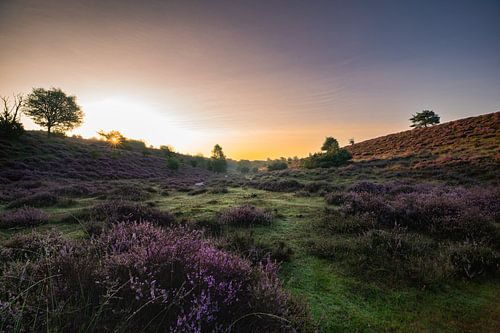 Heide in bloei met een zonnester van Alvin Aarnoutse