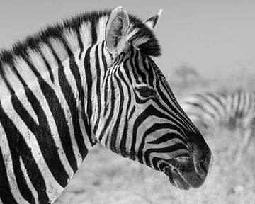 Portret van een zebra van Lennart Verheuvel