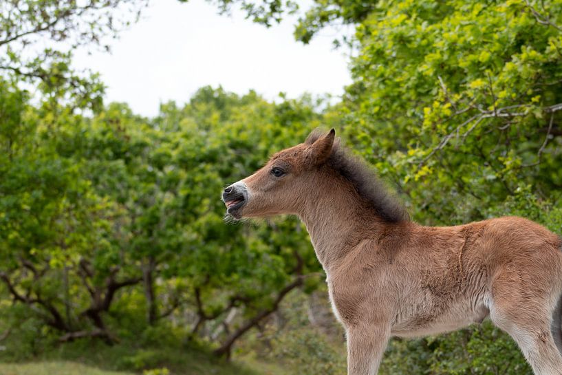 Cheval sauvage (poulain) dans les dunes par Francis Folkers